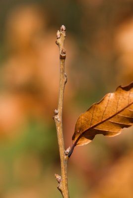 Quercus castaneaefolia 'Green Spire' - dub kaštanolistý - pupen